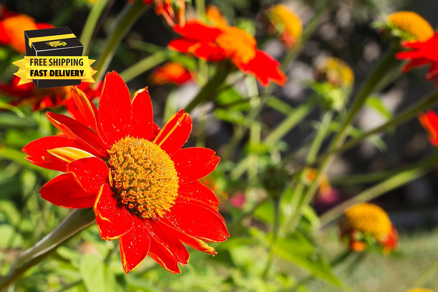 Mexican Sunflower Seeds for Planting – Plant & Grow Heirloom Mexican Sunflowers