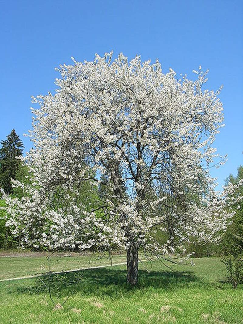 1-1000 PCS Mazzard Cherry Tree Seeds Prunus Avium Alkavo White Flower Red 0136