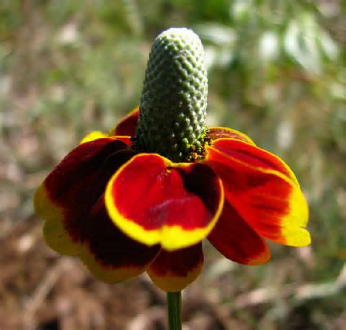 BEAUTIFUL MEXICAN HATS! 50 SEEDS! UNIQUE! BOLD COLOR! COMB. S/H! SEE OUR STORE!