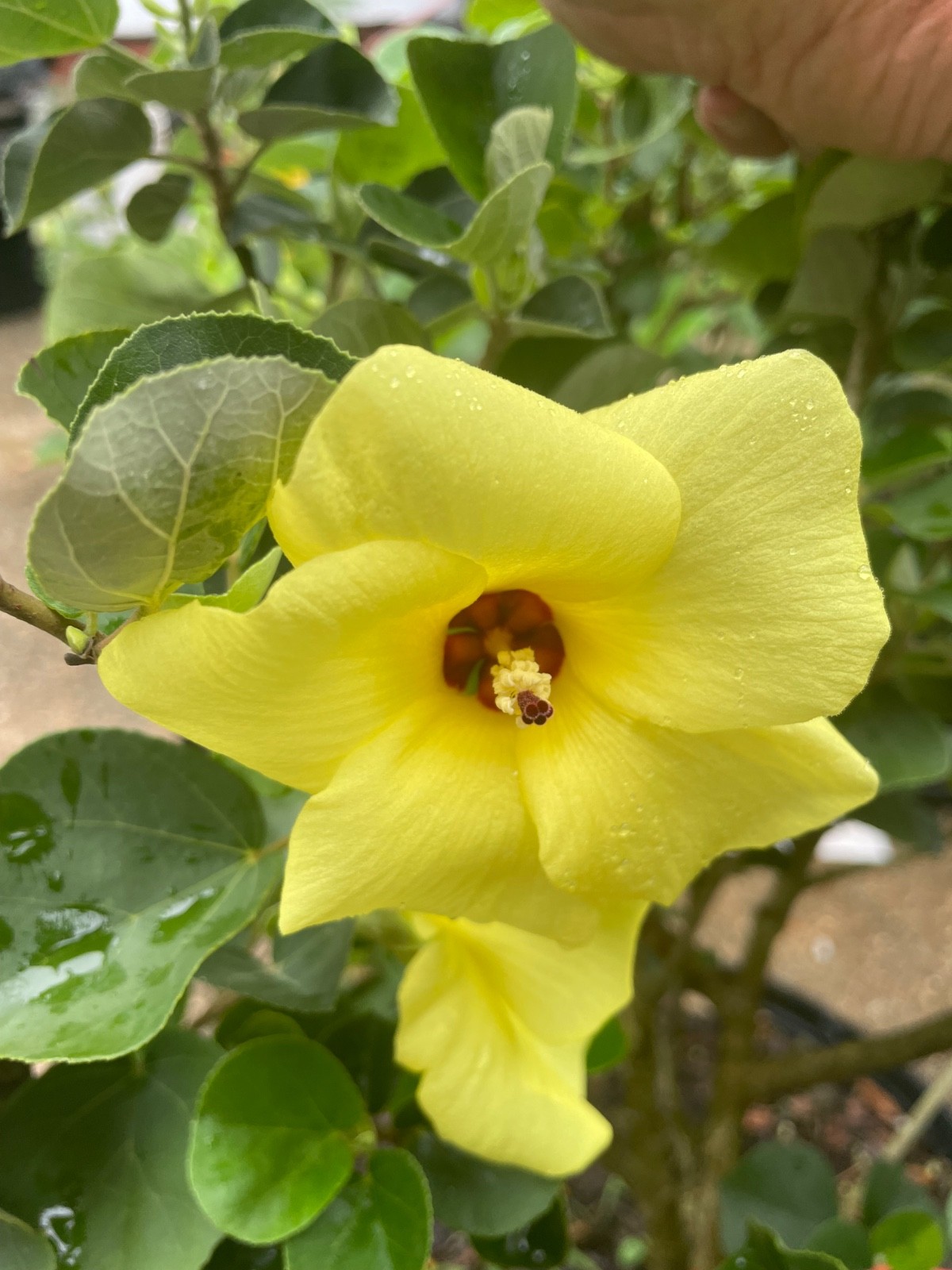 Hibiscus hamabo TOTALLY COLD HARDY CHINESE JAPANESE YELLOW HIBISCUS 10 SEEDS!