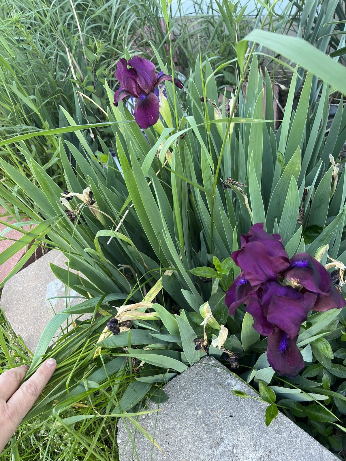 ONE (1) BEARDED MINI IRIS Solid purple live plants perennial bulb Freshly Dug