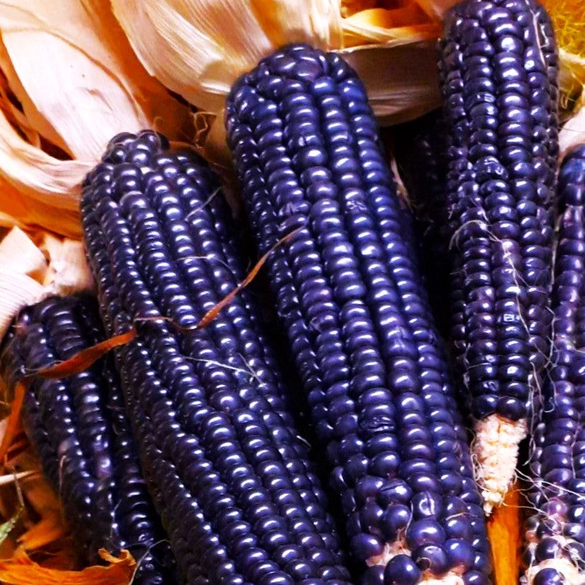 Blue Hopi Ornamental Corn Seeds – For 2025 Planting Ancient Traditional New