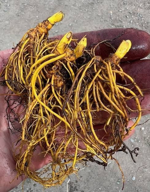 50 Wild Goldenseal Bare Roots Fresh Dug Southern Indiana Yellow Root
