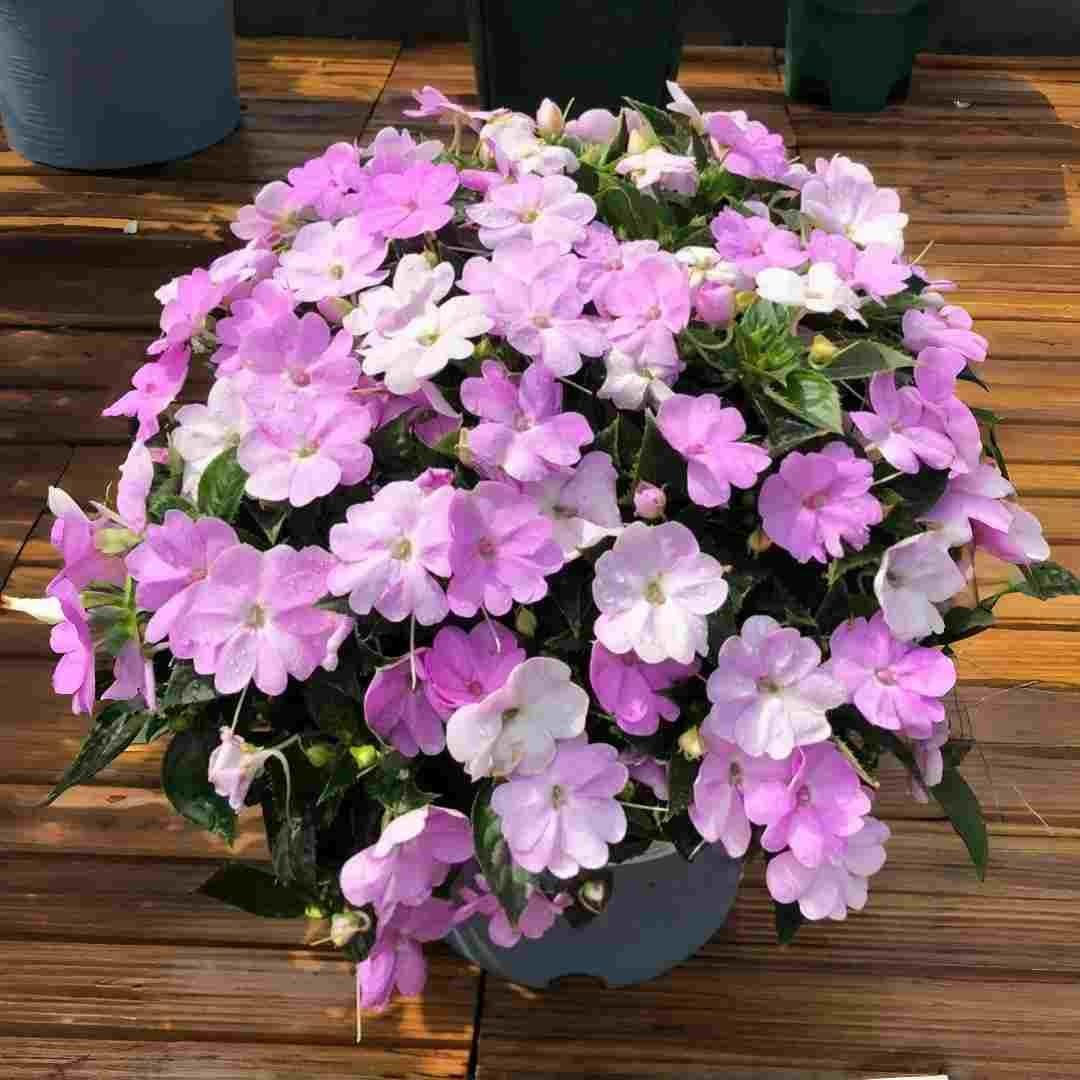 400 Count Mixed Color Impatiens Balsam Flower Seeds – Bright Annual Flowers f…