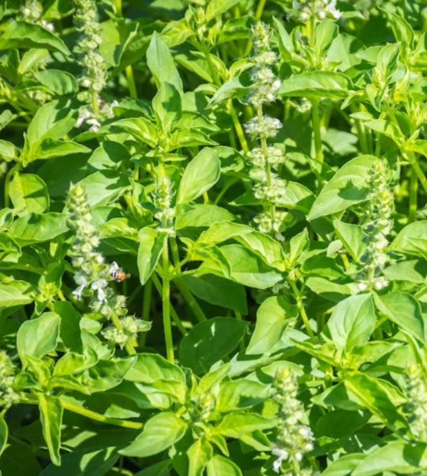 500+ Lemon Basil Seeds **Fresh Seeds** ~~Free Shipping~~