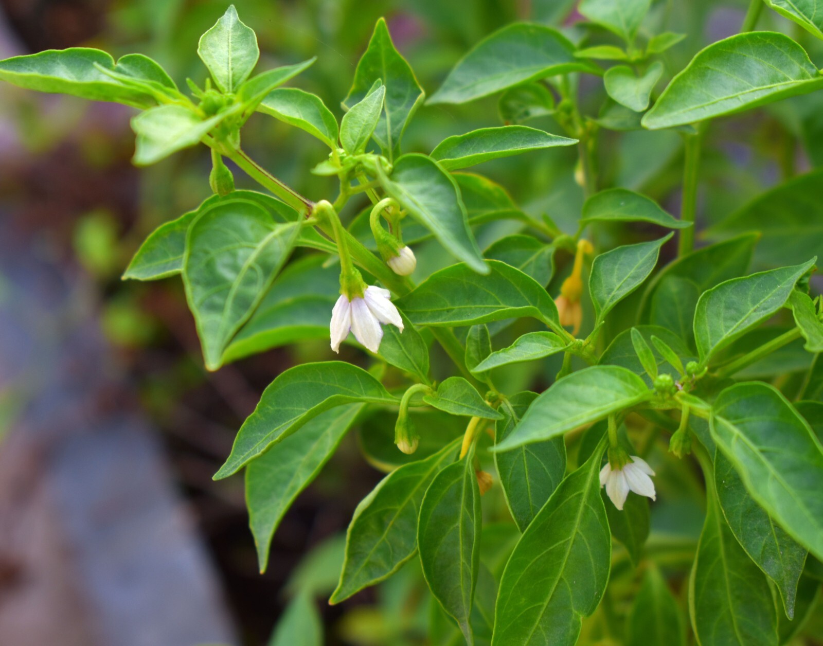 Vegetable Seeds -10 Pepperoncini Sweet With Mild Kick -Golden Greek Variety