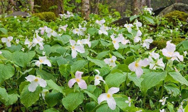 20 White Trillium Bulbs, Bare Root, Wood Lily Wild Flower, Trillium graniflorium