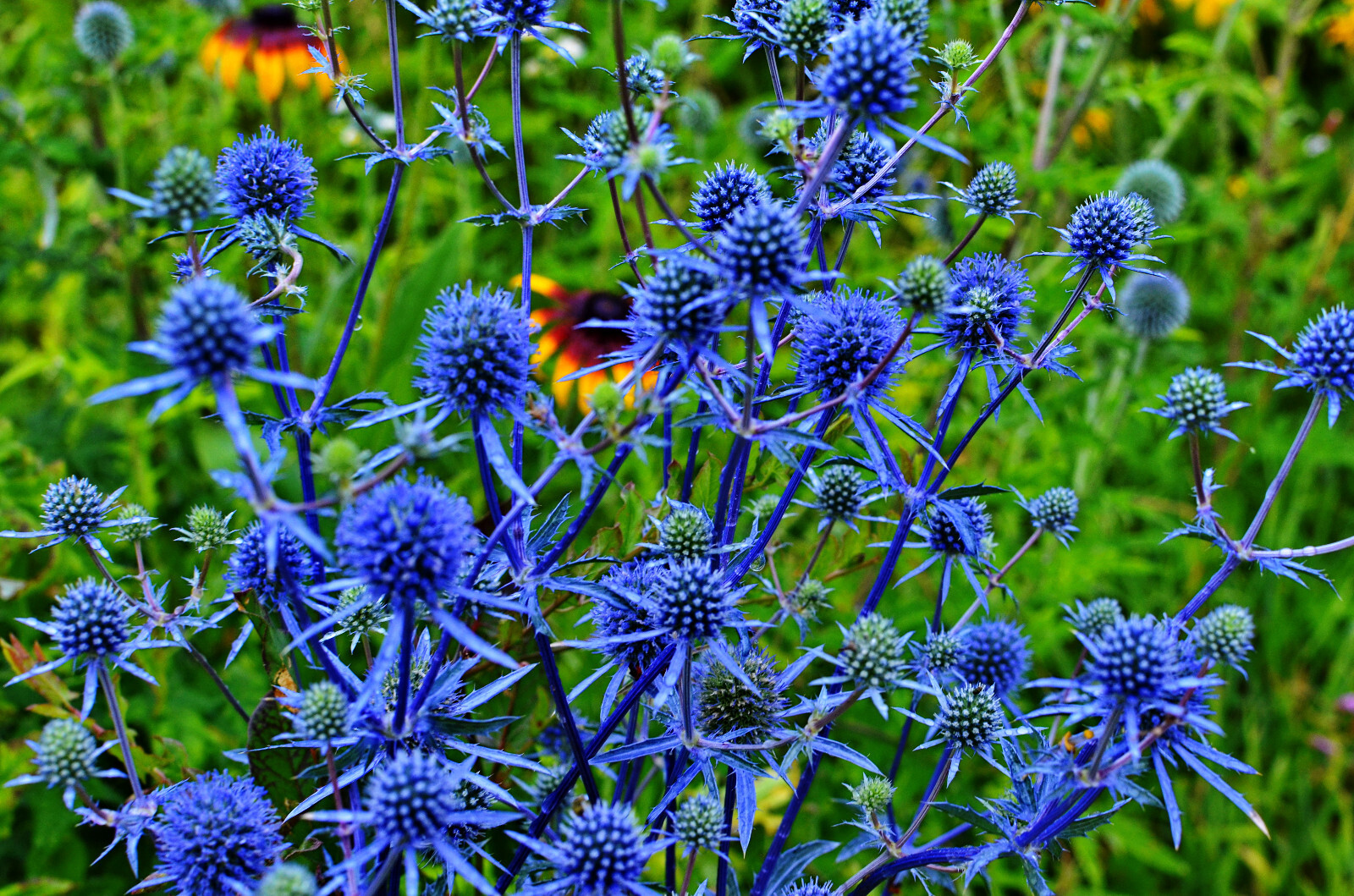 25 BLUE STAR SEA HOLLY Eryngium Flower Seeds *Flat S/H