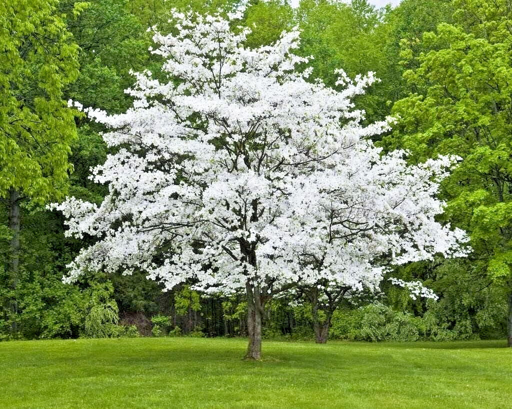 6+2 cuttings scions of American White Dogwood tree to root and graft
