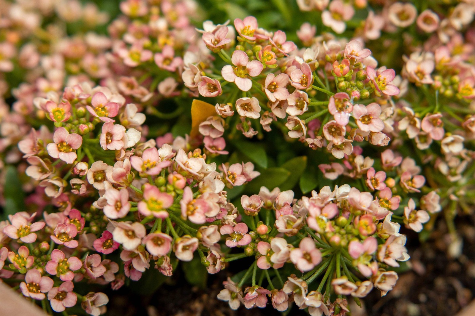 500 Sweet ALYSSUM PASTEL CARPET MIX Lobularia Maritima Flower Seeds *Comb S/H