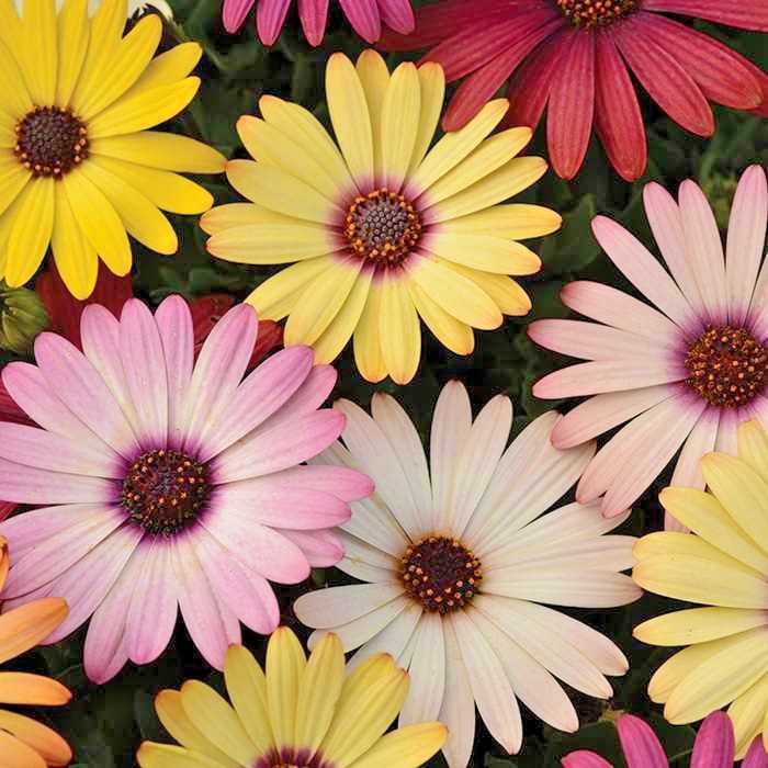 200+AFRICAN DAISY Cineraria Mix Flower Seeds Cape Marigold Drought Tolerant Easy