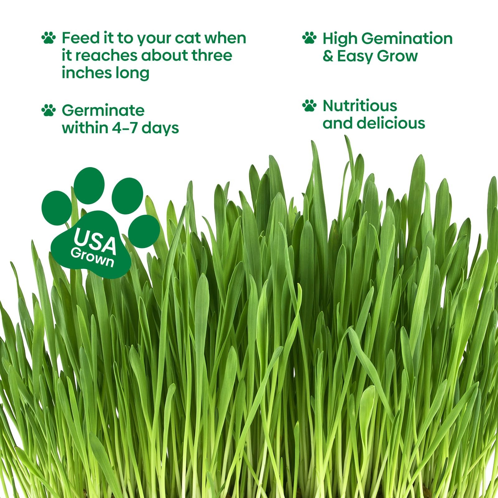 Cat Grass Seeds, 4 Ounce