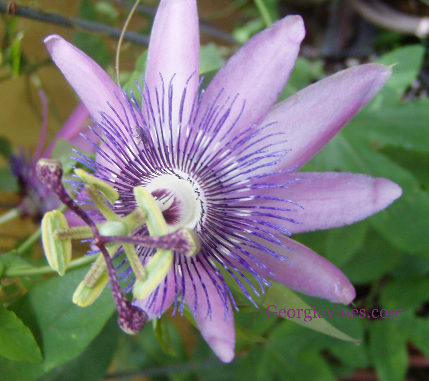 Passiflora Blue Delight 10 seeds