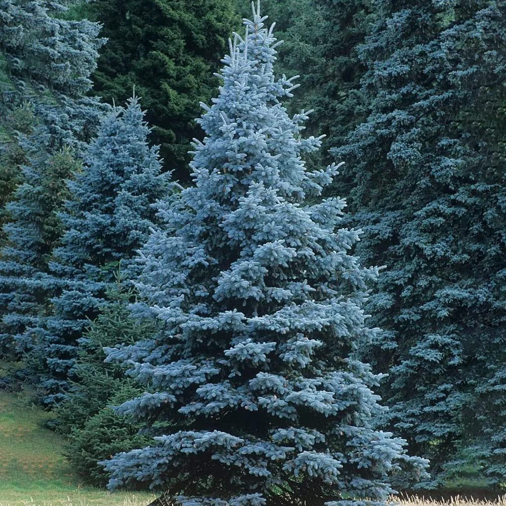 50 COLORADO BLUE SPRUCE TREE SEEDS (Picea pungens) “Glauca” Cold Hardy Plant