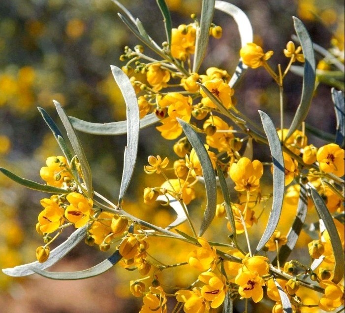 (50) Silver Leaf Cassia Seeds (Senna Phyllodenia) Seed