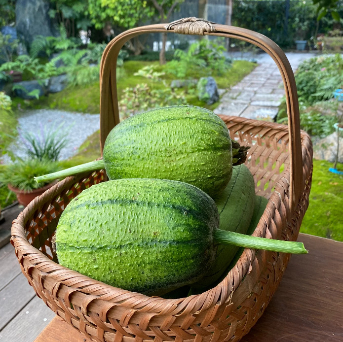 Apple Luffa Seeds – Muop Tao, Rare Heirloom Non-GMO Vegetable