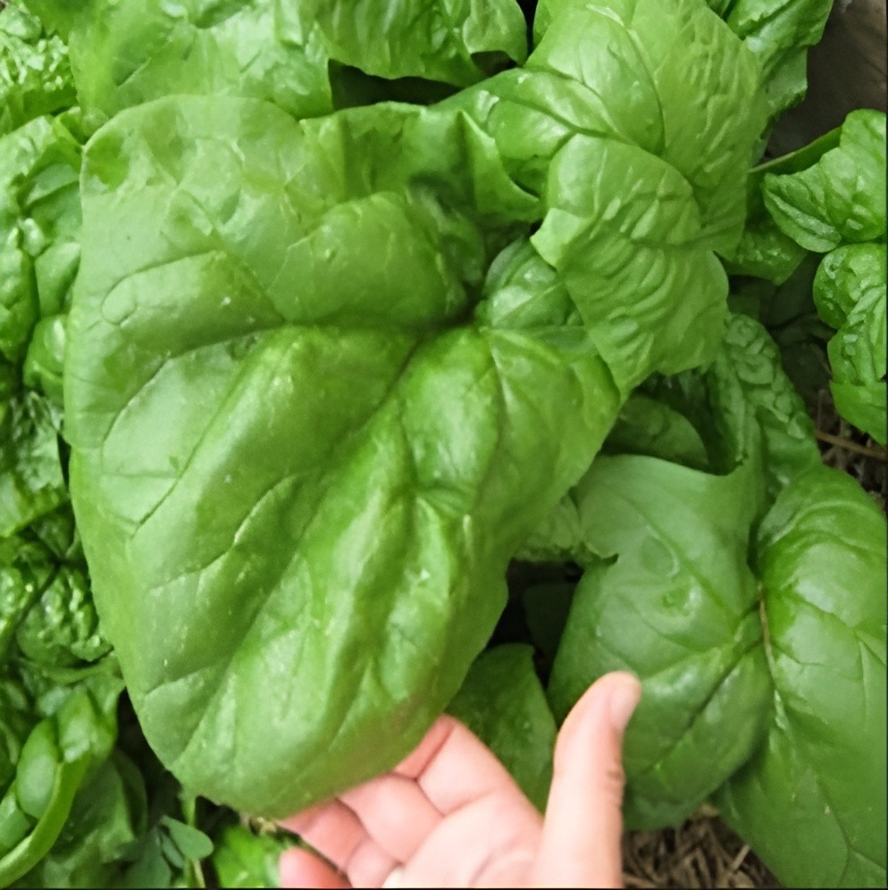 400ct Heirloom Giant Nobel Spinach Seeds – AAS Award Winner – Huge & Flavorful