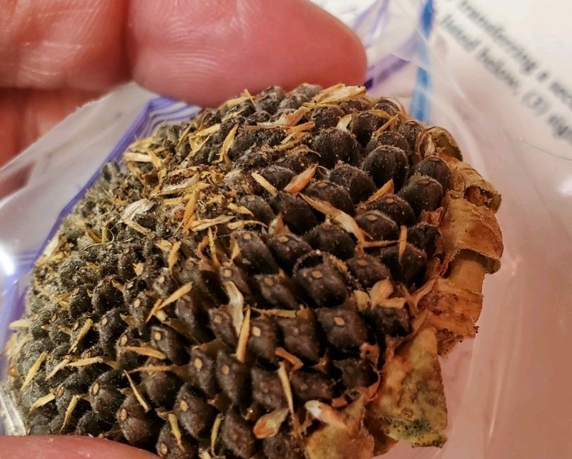Black Oil Sunflower -Non Gmo- Sun yellow flowers pollinators birds bee 25seeds