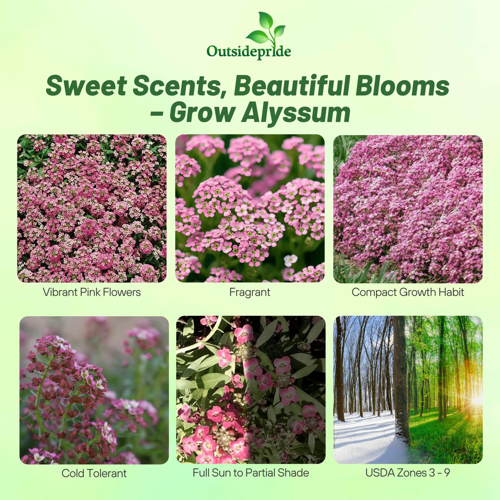 Easter Bonnet Deep Pink Alyssum Seeds – 1000 Pcs Annual, Drought-Tolerant & P…