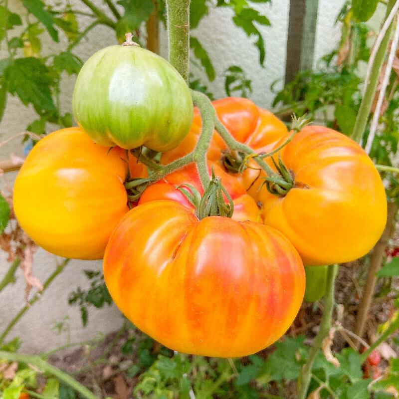 50 PINEAPPLE TOMATO SEEDS FRESH HARVEST FOR 2024 GARDENS