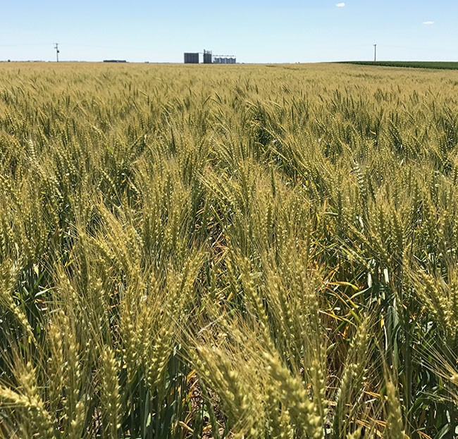 Hard White Wheat seeds (300) / FLOUR / FLORIDA GROWN / COVER CROP