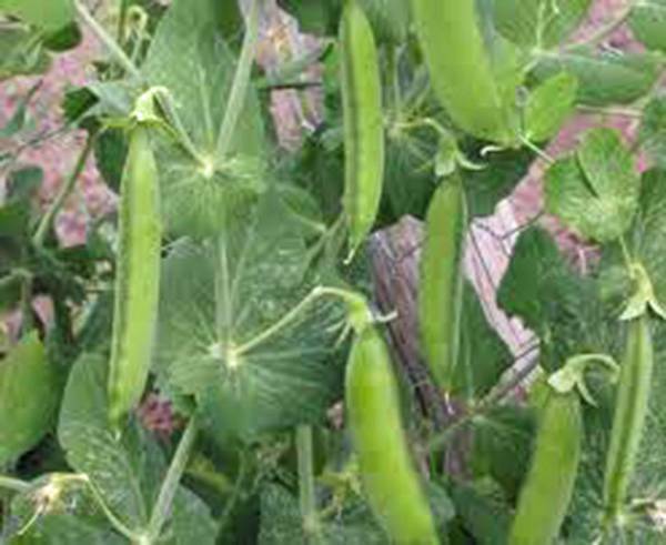 PEA SEED, LITTLE MARVEL, HEIRLOOM, NON GMO, 20+ SEEDS, PERFECT PEAS