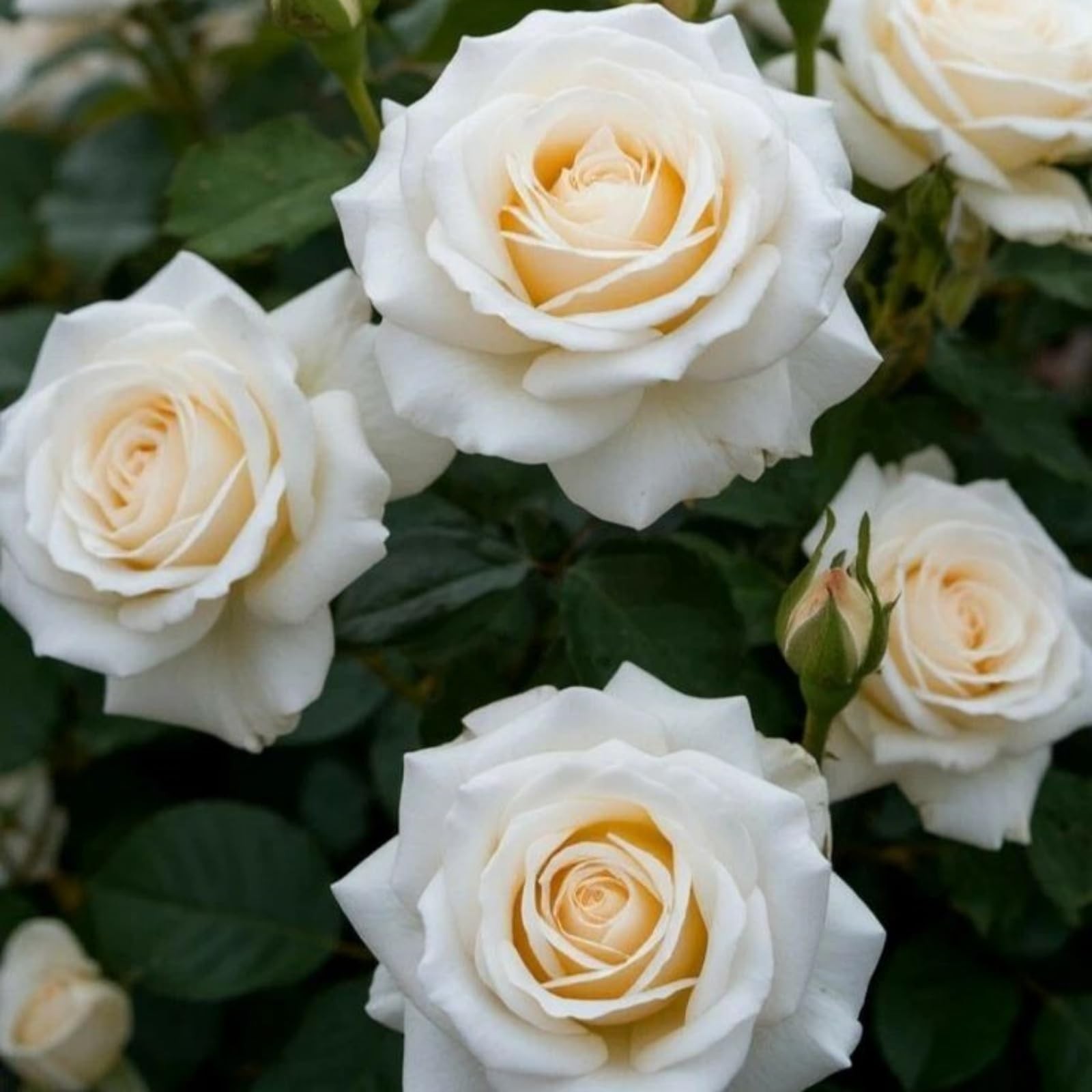 380+ Mix Perennial Climbing Rose Rosa Seeds Bush Vine Climber Fragrant Butter…