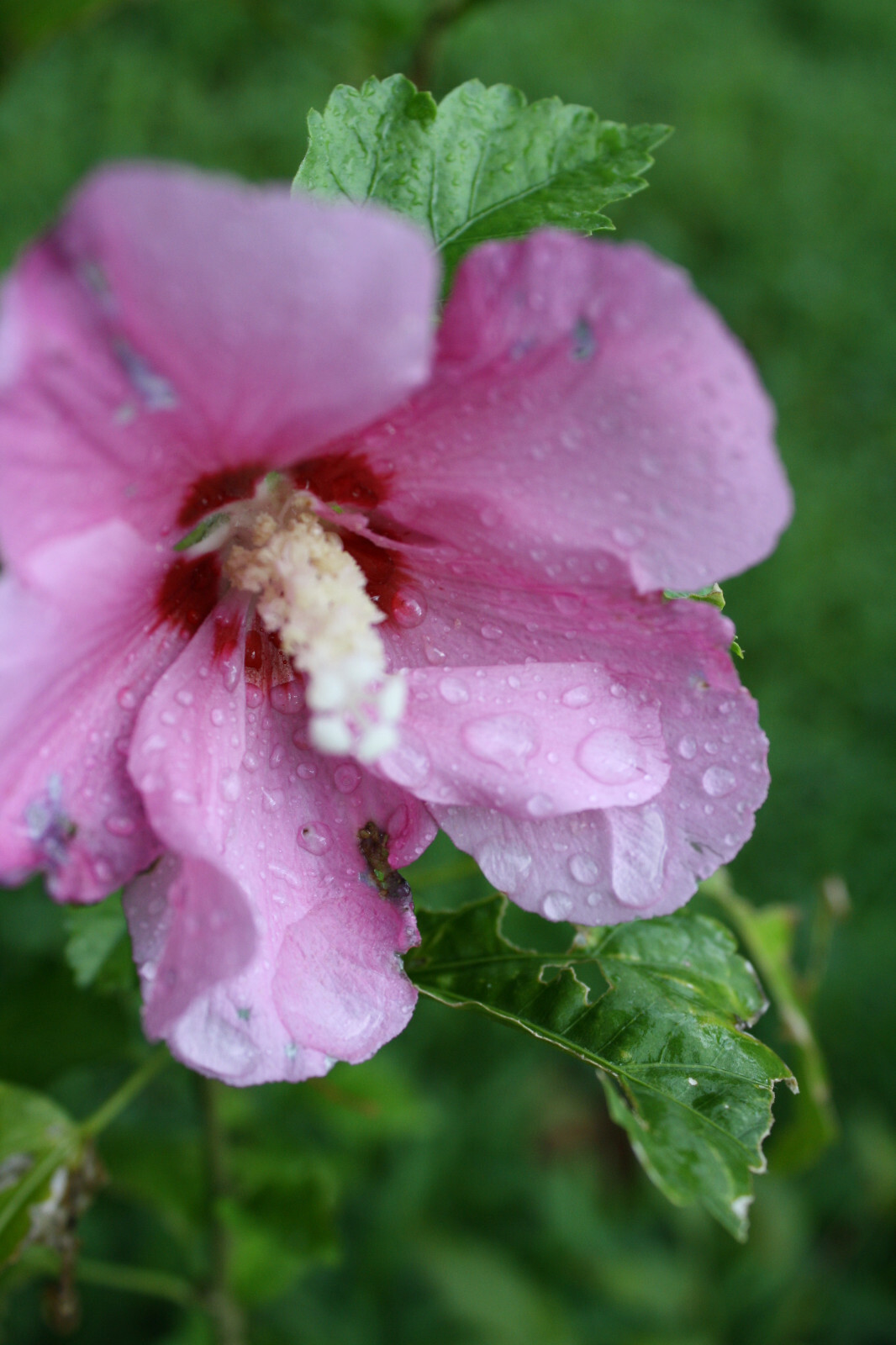 20 Seeds Rose of Sharon Tropical Blooms Shrub Hibiscus syriacus
