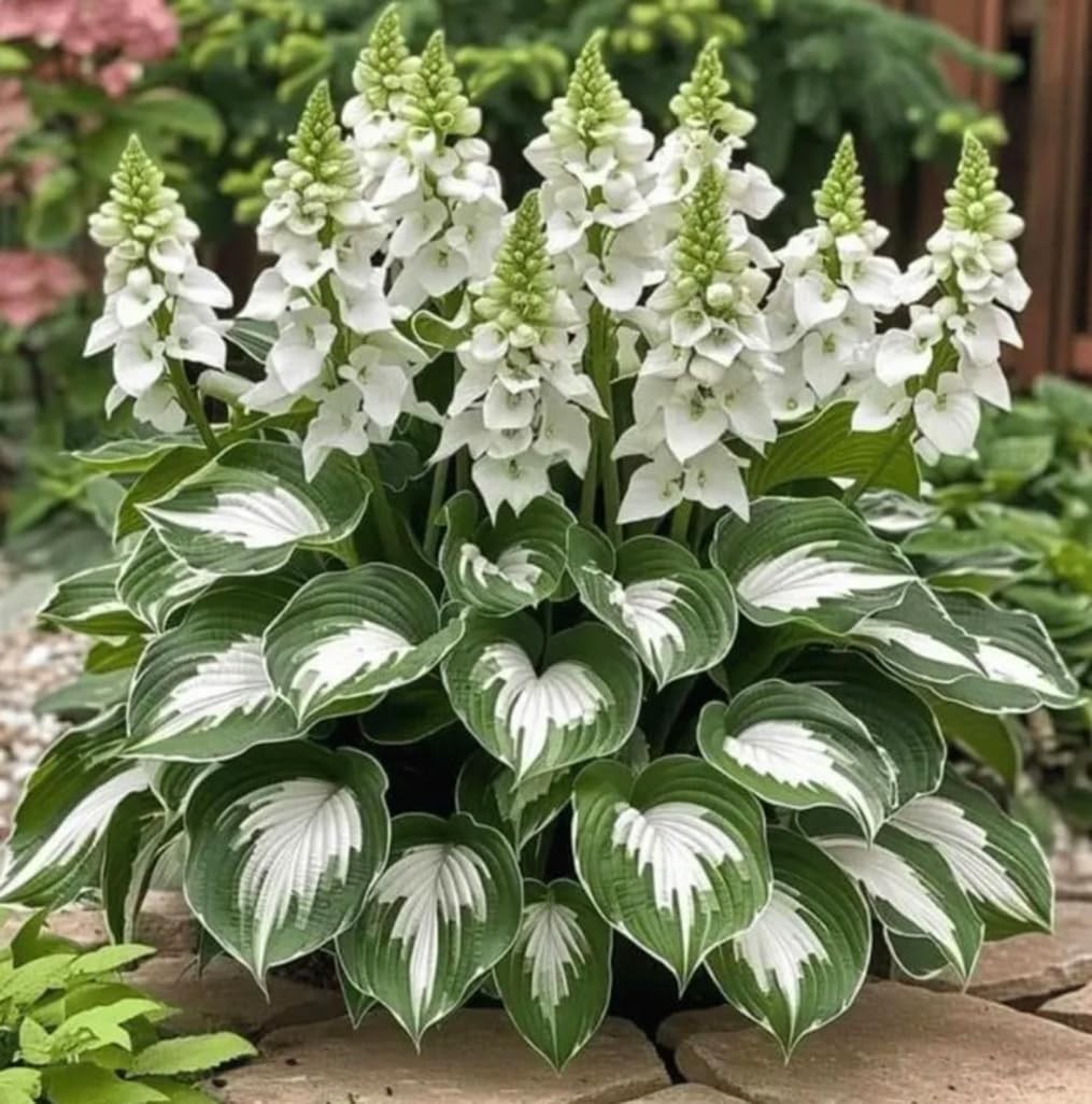 50 Hosta Plant Seeds Hosta Elegans Plantaginea Garden Perennial Flower Seeds …