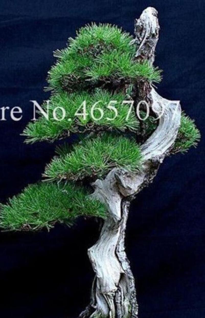 20 SEEDS for BONSAI PINE TREE #4 dwarf mini rare exotic garden plant USA Seller
