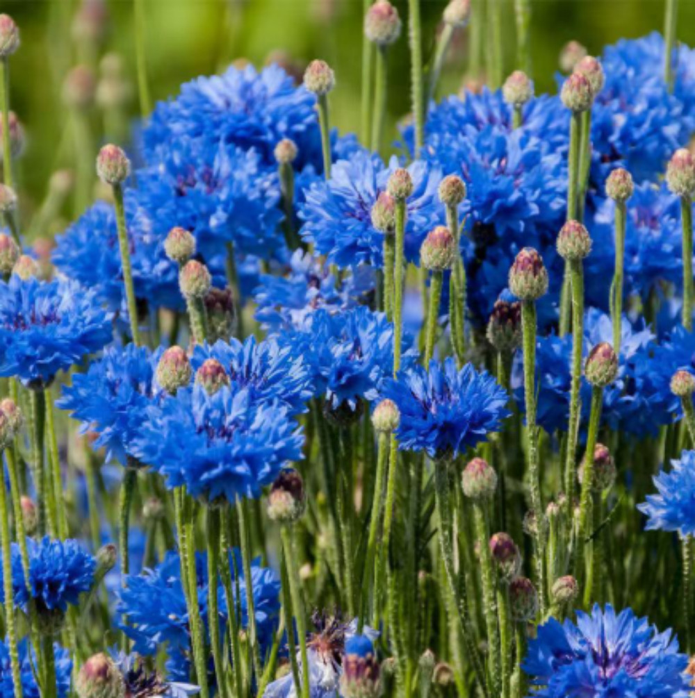 Bachelor Button Cornflower Mixed Seeds | NON-GMO | Heirloom | Fresh Garden Seeds