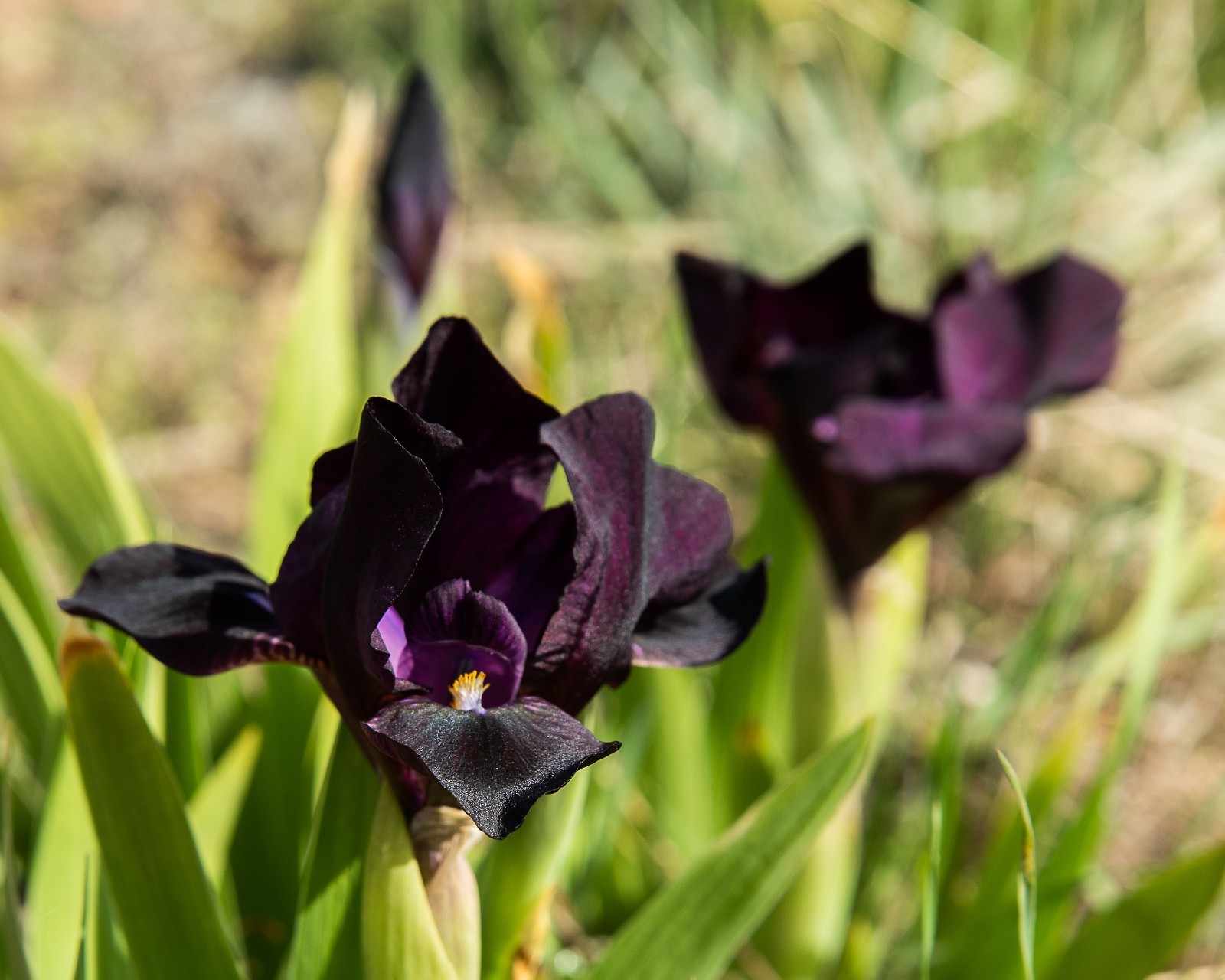 **BLACK STALLION** Dwarf Bearded Iris. Freshly Dug, Combined Ship: Jul/Sep