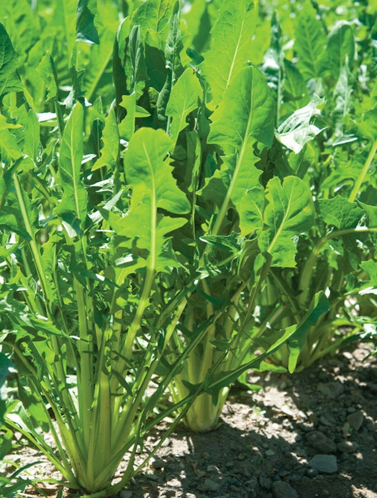 Endive Green Curled Ruffec Seeds 500+ Vegetable Garden NON-GMO USA FREE SHIPPING