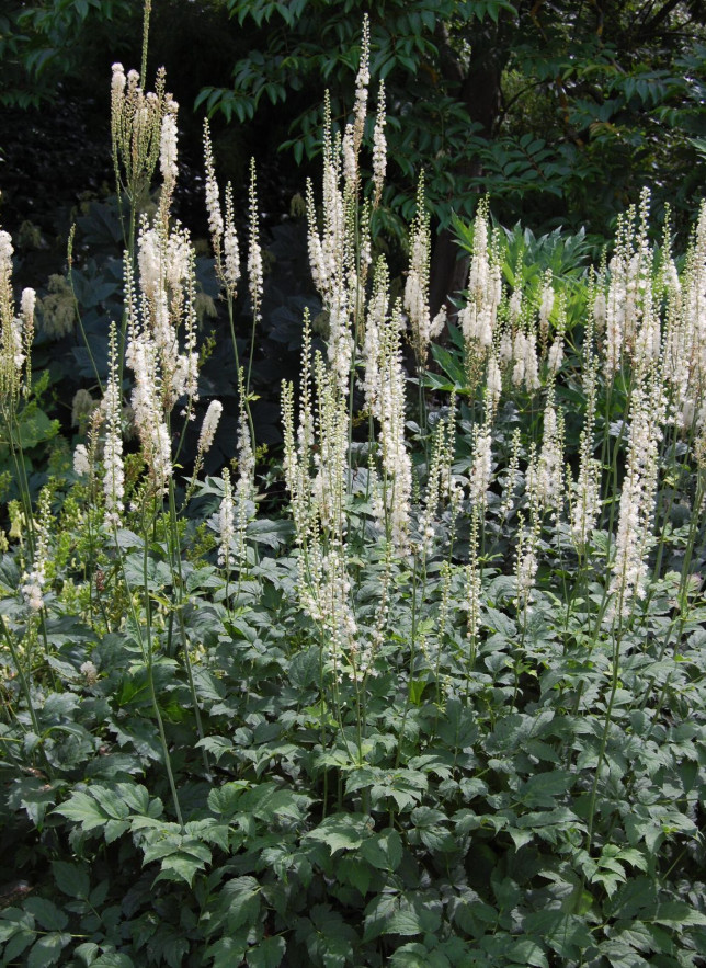 20 Live Black Cohosh Bulbs – No Ship to AK, HI & P.R.