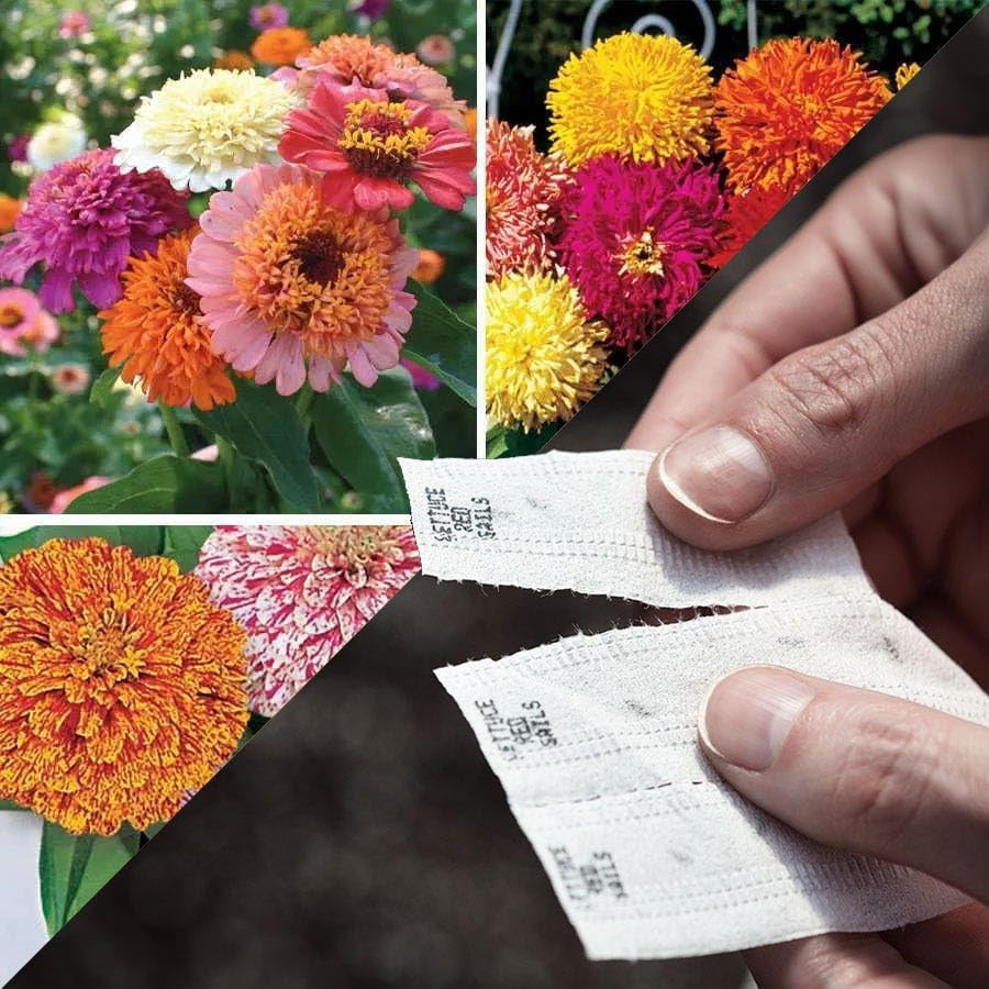 Sow Effortless Collection Seed Tape – Zinnia Collection, 15 Feet – Easy DIY Plan