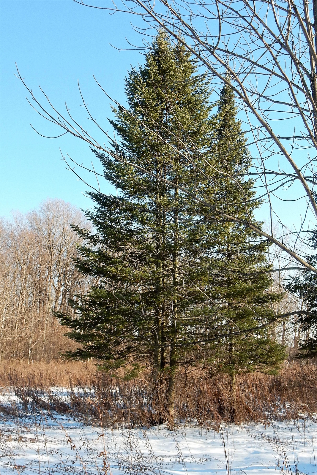 30 BALSAM FIR Tree Abies Balsamea Christmas Tree Silver Pine Canadian Fir Seeds
