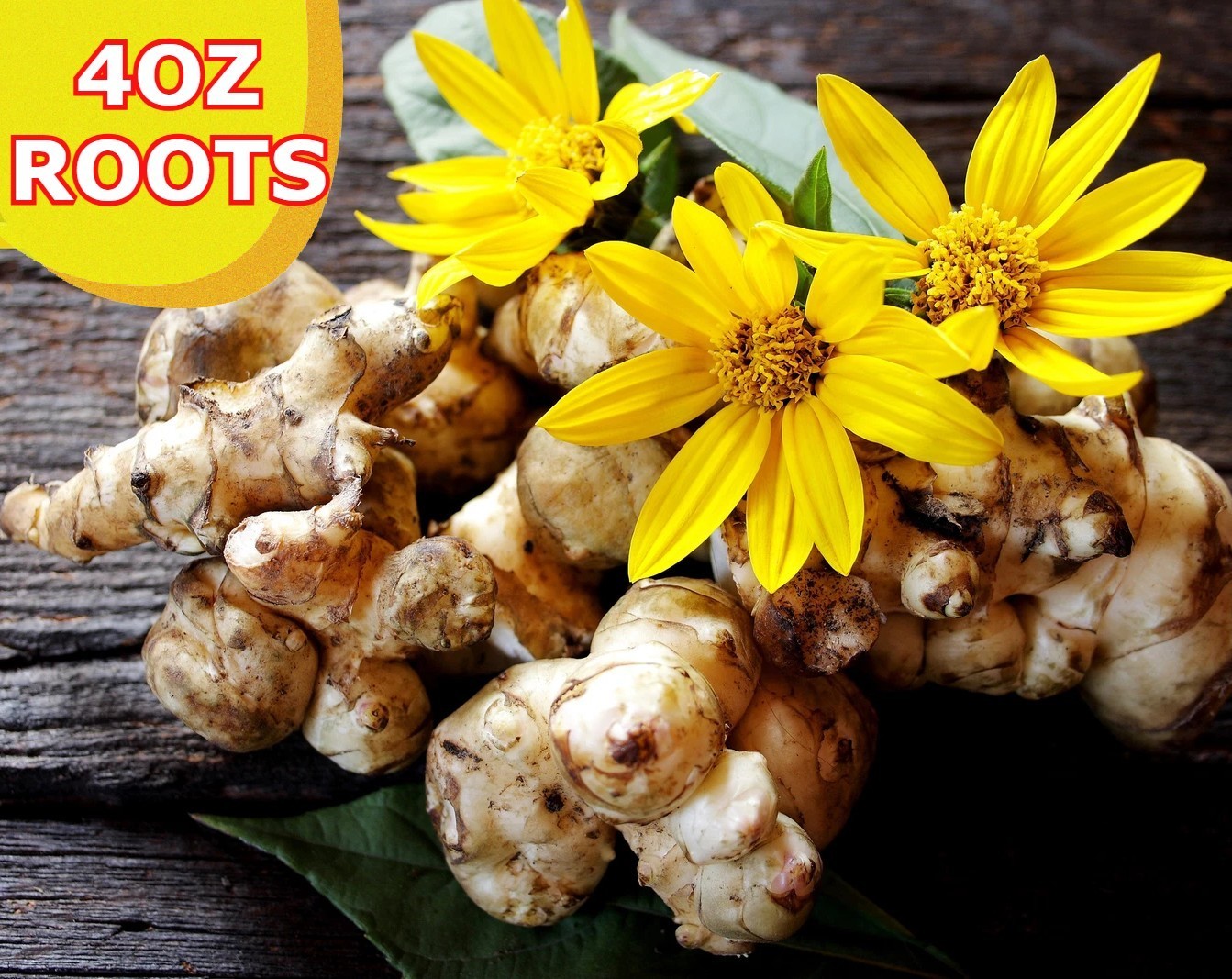 4OZ Jerusalem Artichokes tubers Sunchokes Roots Tubers freshly dug plant or eat