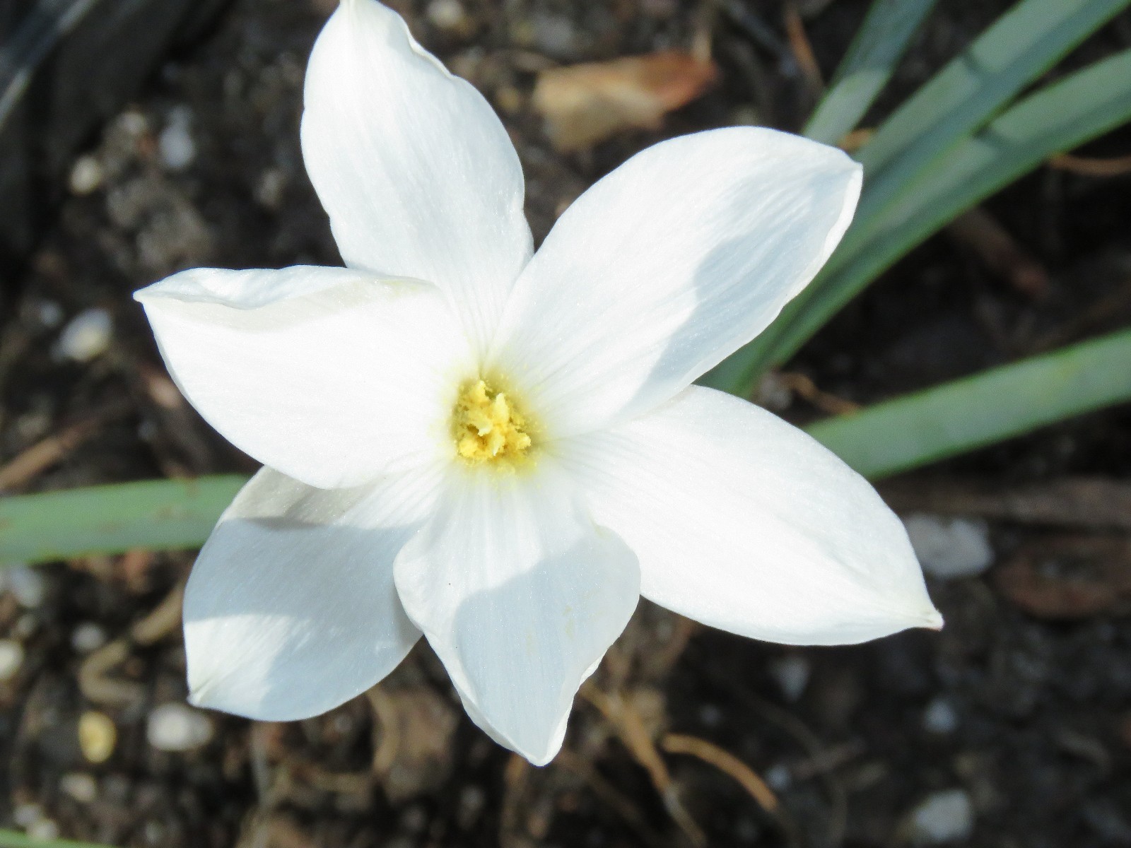 Rain Lily, Zephyranthes Drummondii #02′, 1 bulb, NEW, habranthus