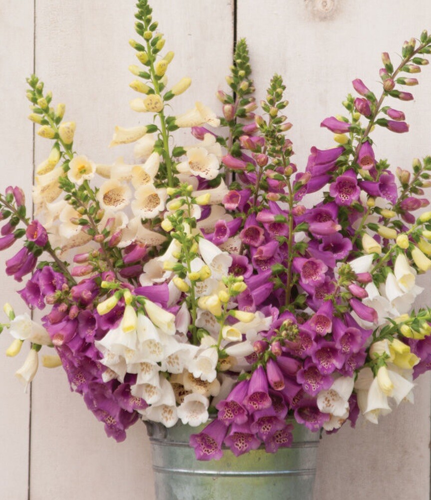 Foxglove Live Potted Plant Digitalis Flower Deer Resistant