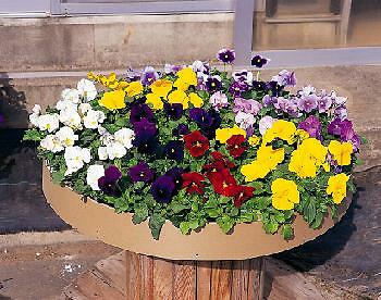 Pansy Majestic Giant II Clear Mix 250 seeds