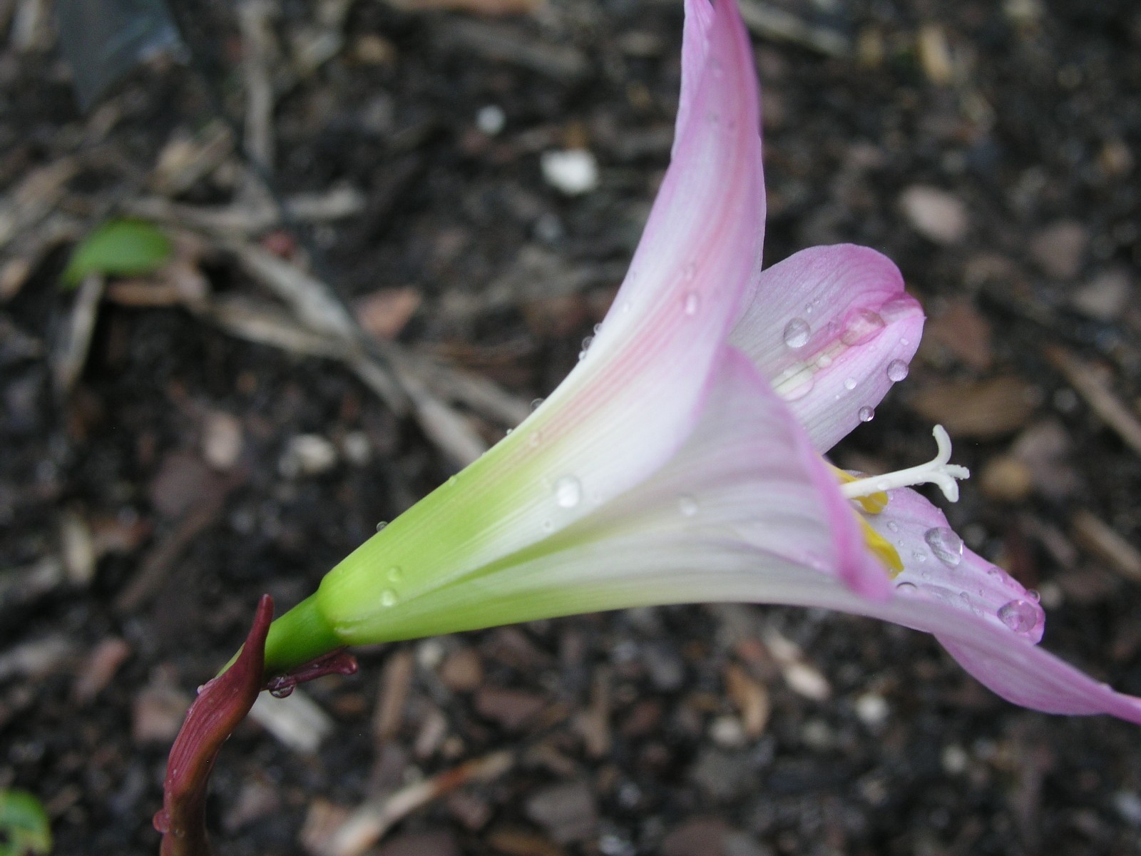 Rain Lily, Habranthus tubispatha, 1 bulb, NEW, RARE, zephyranthes