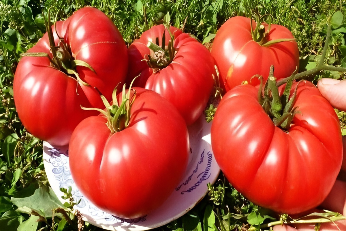 75 Heirloom Bonny Best Tomato Seeds – NonGMO Free Shipping! Determinate
