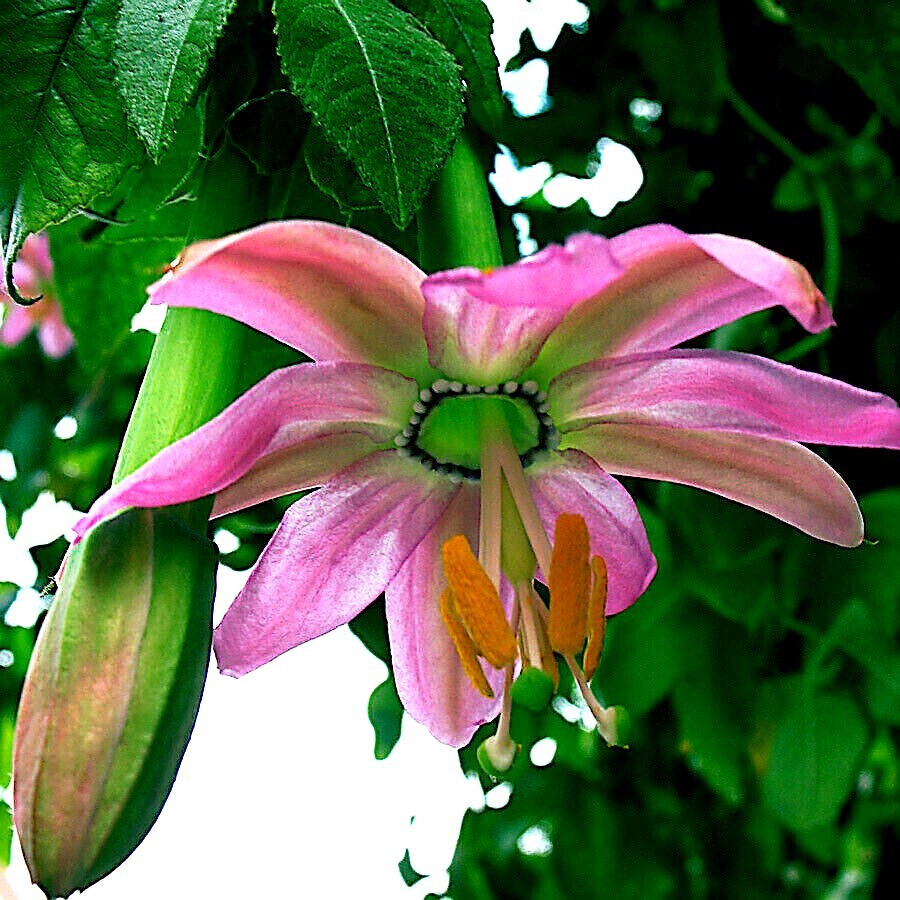 10 BANANA PASSIONFRUIT SEEDS (Passiflora Mollissima) Fast Flower Vine Plant RARE