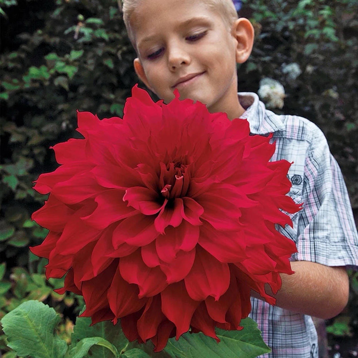 Winkie Colonel Dinnerplate Dahlia 1 tubers