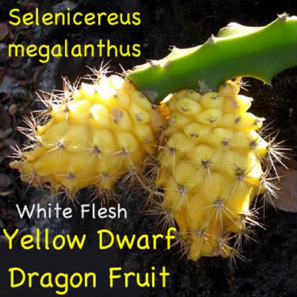 ~YELLOW DWARF DRAGONFRUIT~ Selenicereus megalanthus Pitaya USA seller 100+ SEEDS