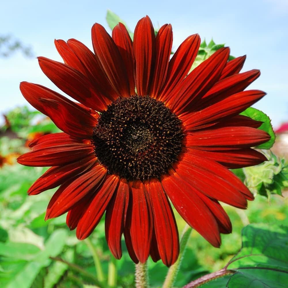 500+ Mixed Sunflower Seeds for Planting (17+ Varieties, Crazy Mixture), Indoor &