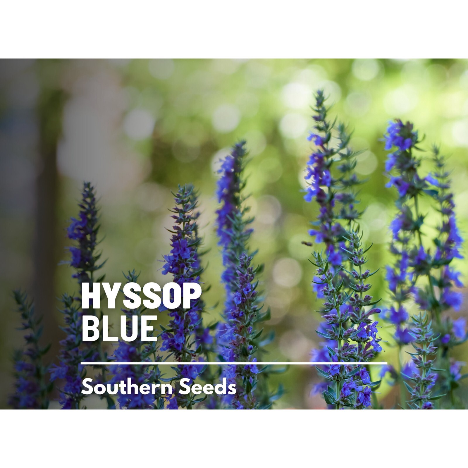 Hyssop, Blue – 200 Seeds – Heirloom Flower – Culinary & Medicinal Herb (Hyssopus