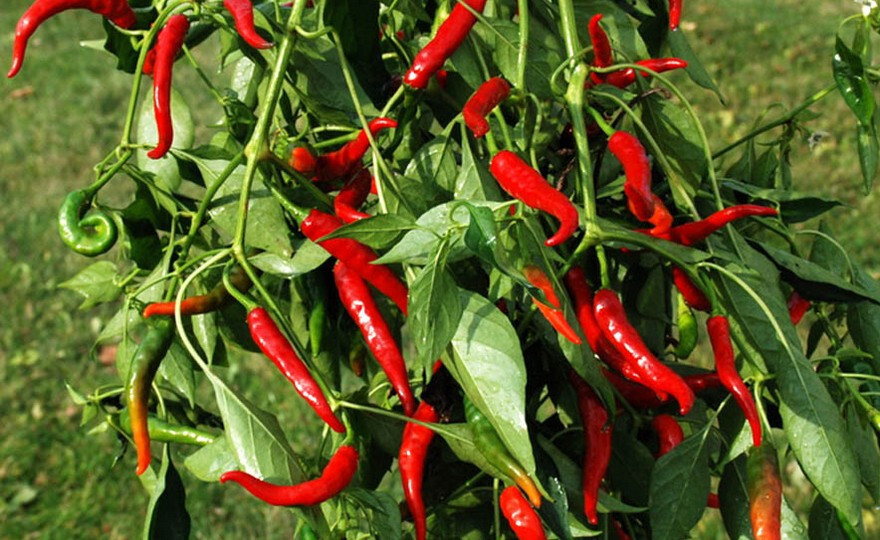 75+ CAYENNE HOT LONG RED THIN PEPPER SEEDS NON-GMO FRESH FOR YOUR GARDEN