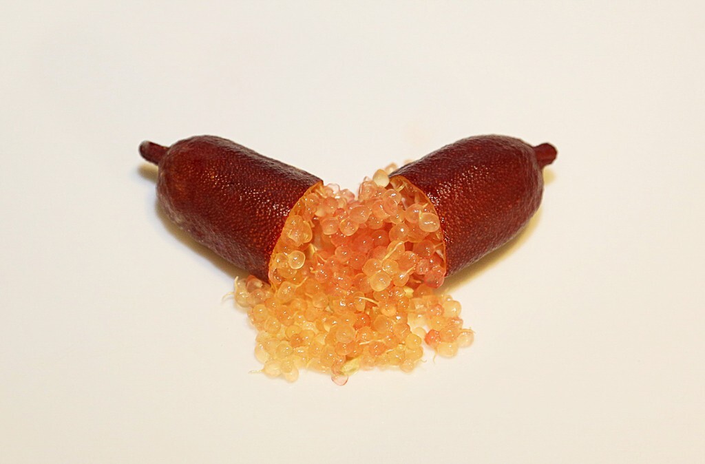 RED CHAMPAGNE caviar Australian Finger Lime/citrus 3 cuttings, no roots, imp