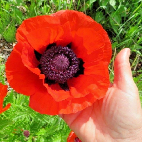 1,500 Prince of Orange Perennial Oriental Poppy Seeds Giant 5″ Non-GMO Blossoms